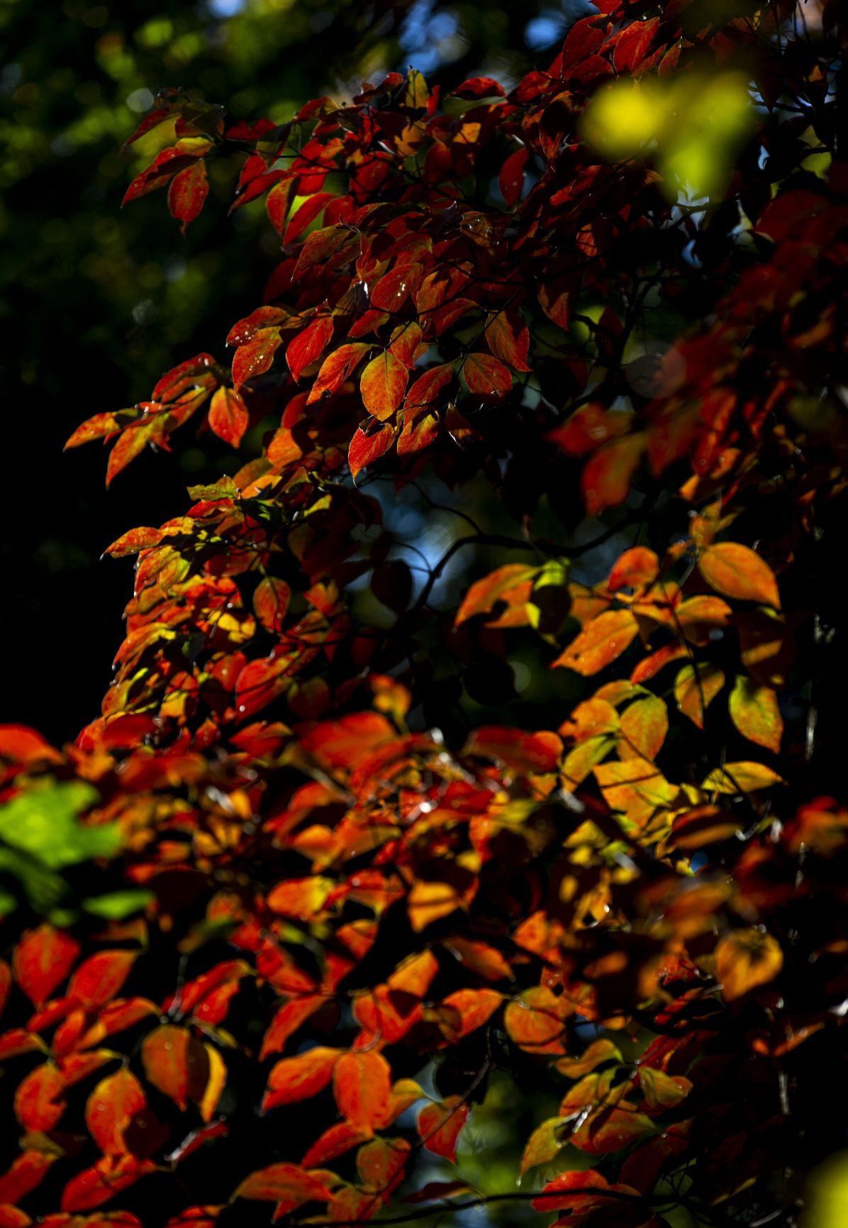 Fall shining down